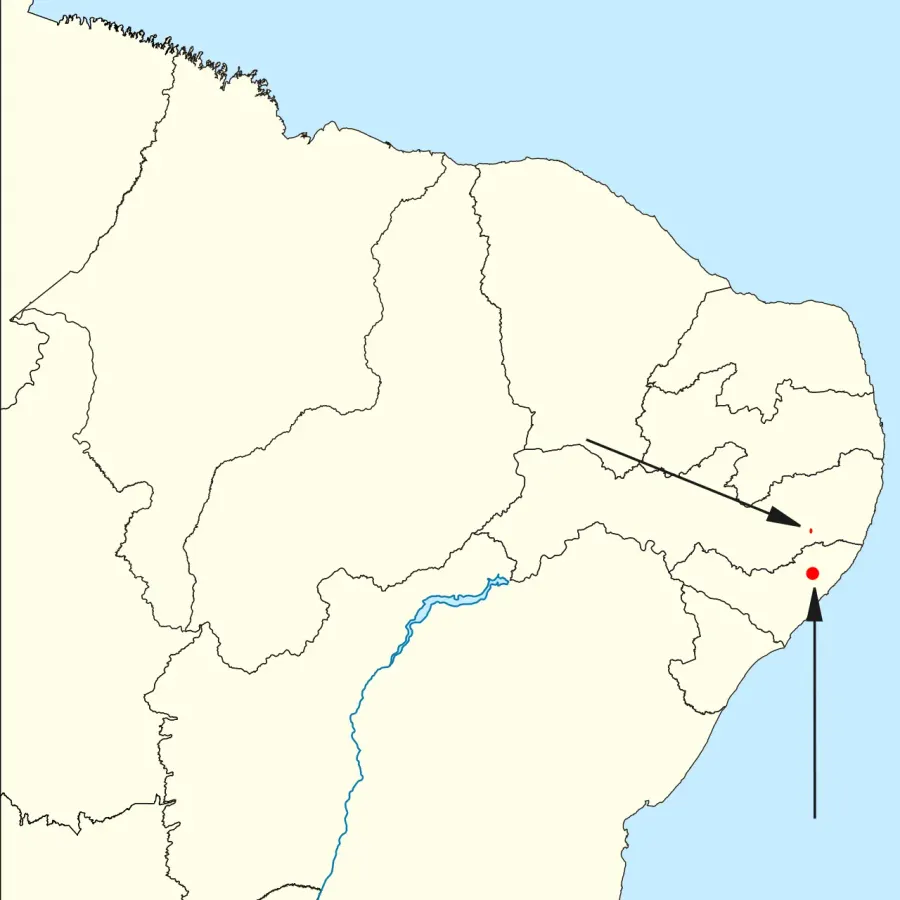 The Alagoas foliage-gleaner card