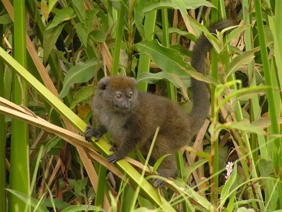 The Lac Alaotra bamboo lemur card