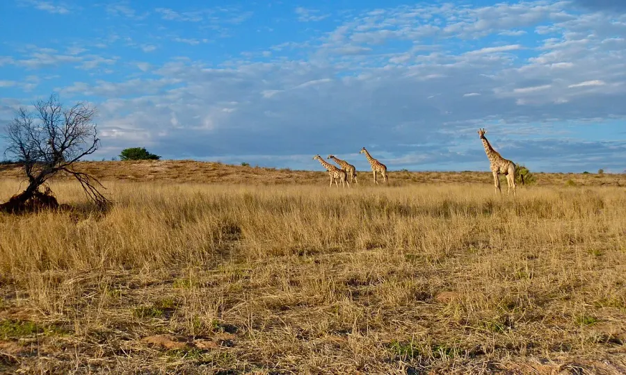 The Kgalagadi District card