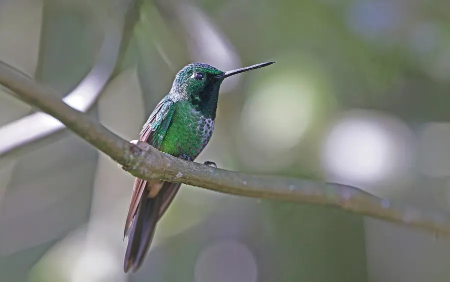 La carte Colibri à sous-caudales rousses