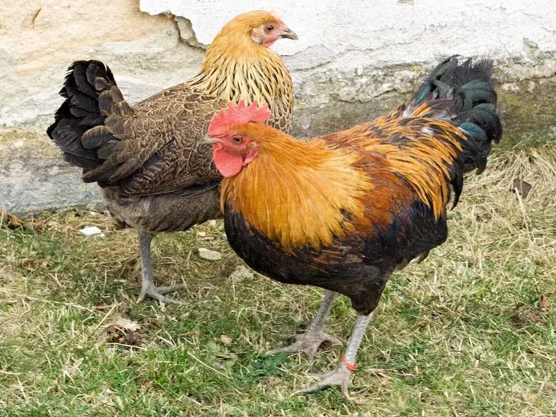 The Czech Gold Brindled Hen card