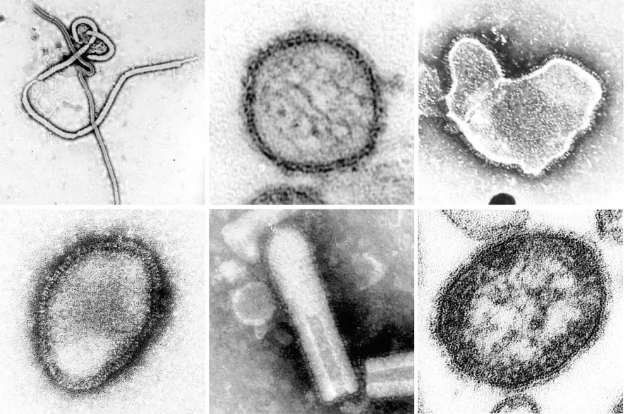 The Negative-strand RNA virus card