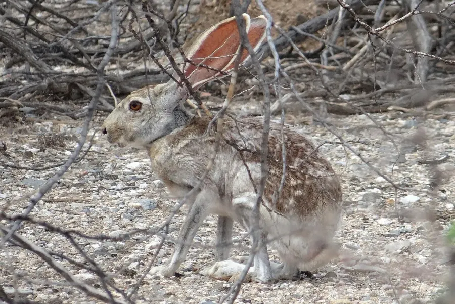 La carte Lepus alleni