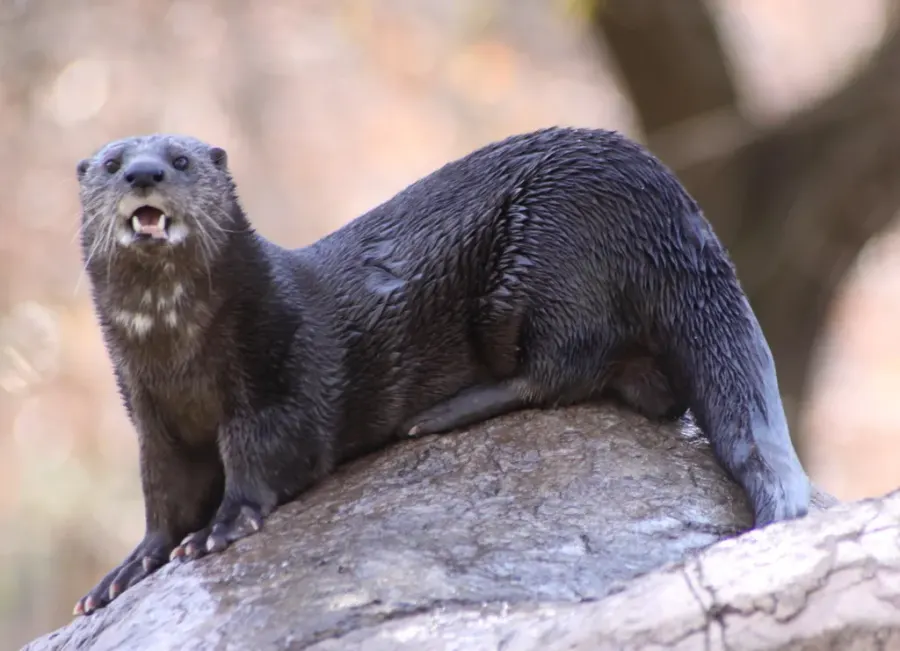 La carte Loutre à cou tacheté