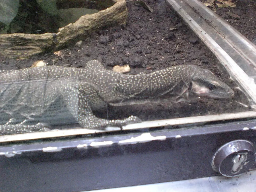 The Peach-throated monitor card