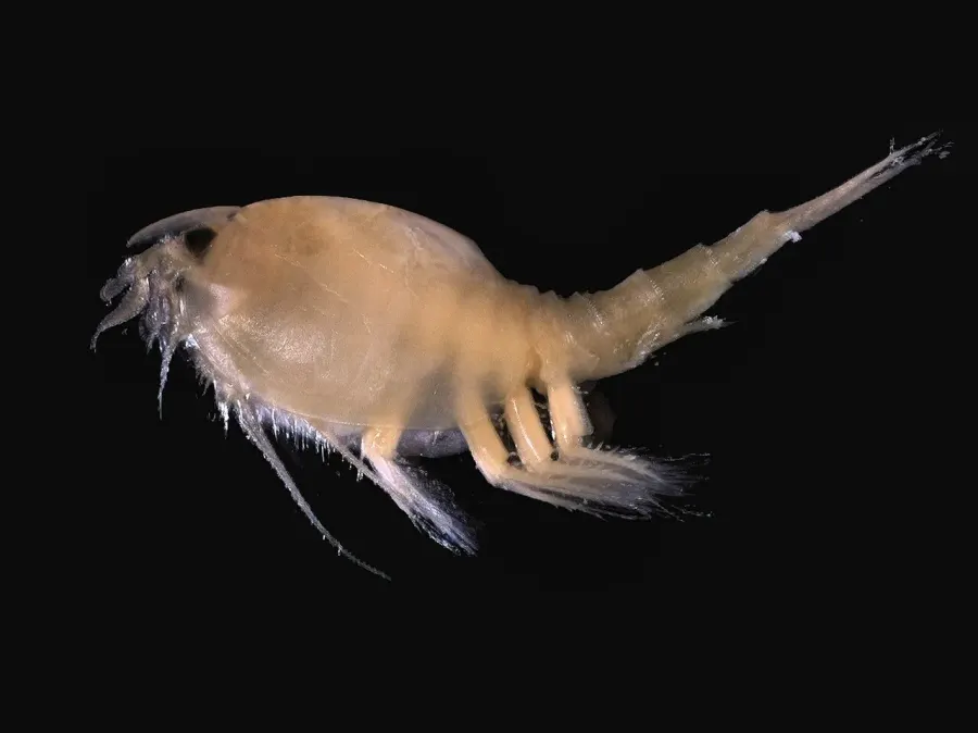 La carte Phyllocarida