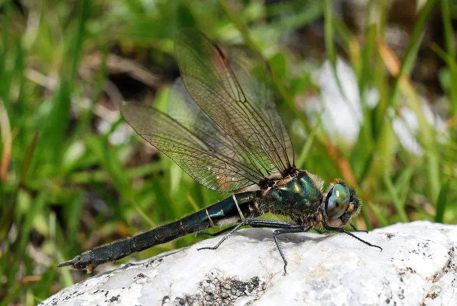 The Somatochlora alpestris card