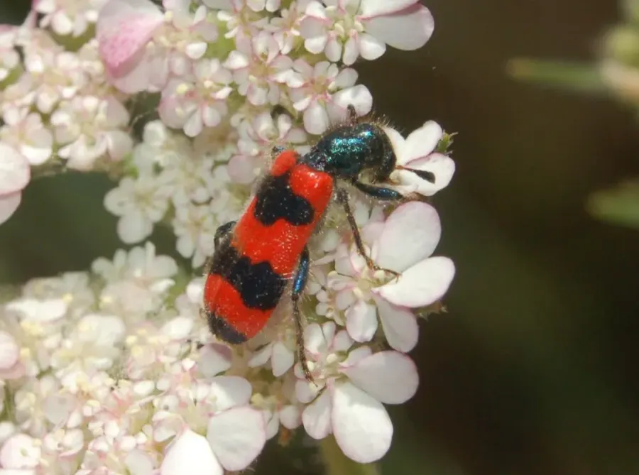 La carte Trichodes apiarius