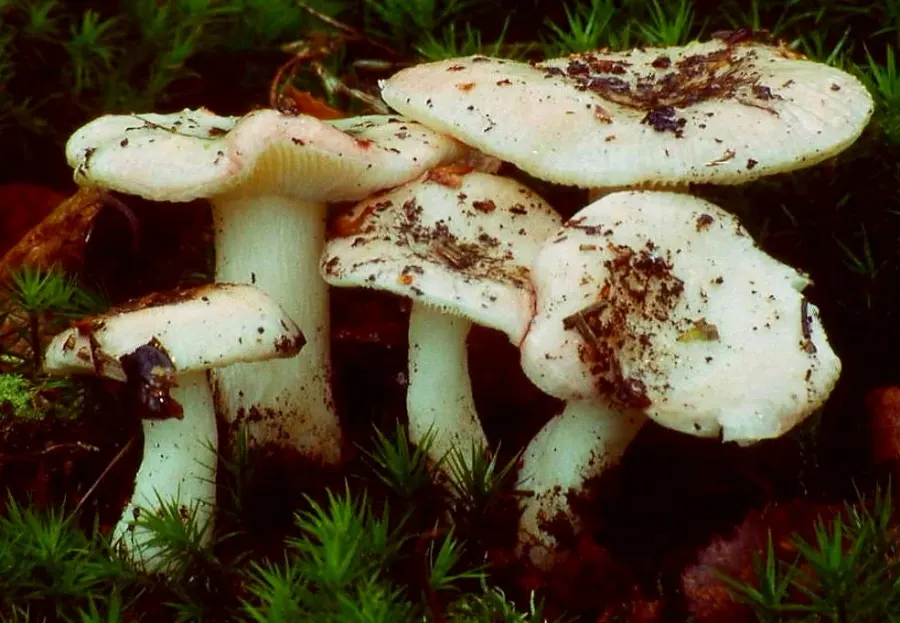 La carte Russula betularum