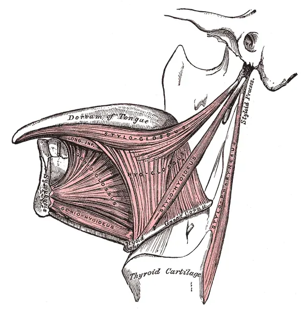 La carte Muscle génioglosse