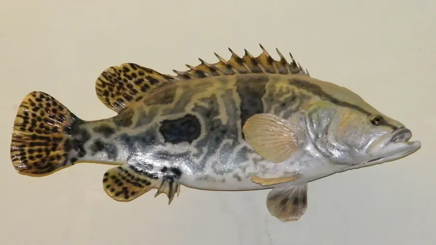 The Siniperca chuatsi card