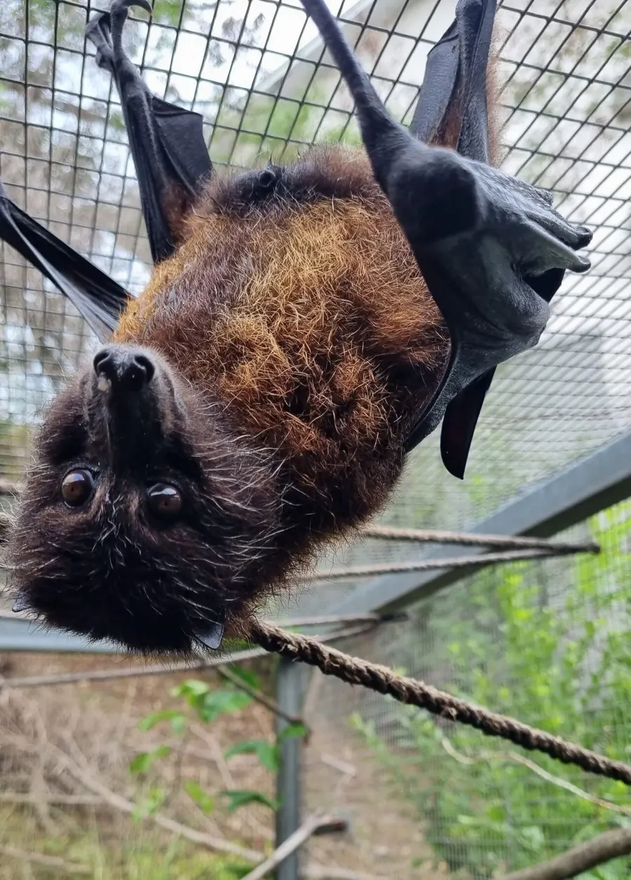 The Ornate flying fox card