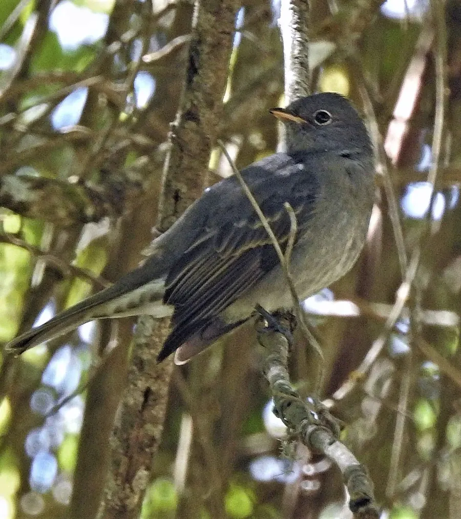 The Slaty elaenia card