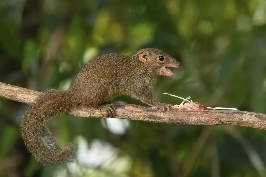 La carte Tupaia glis