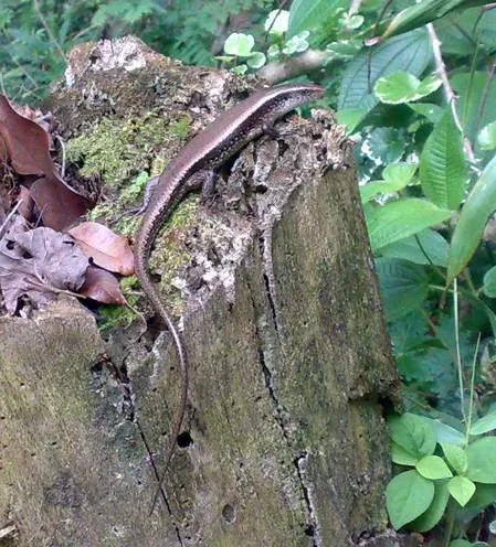 The Eutropis multifasciata card