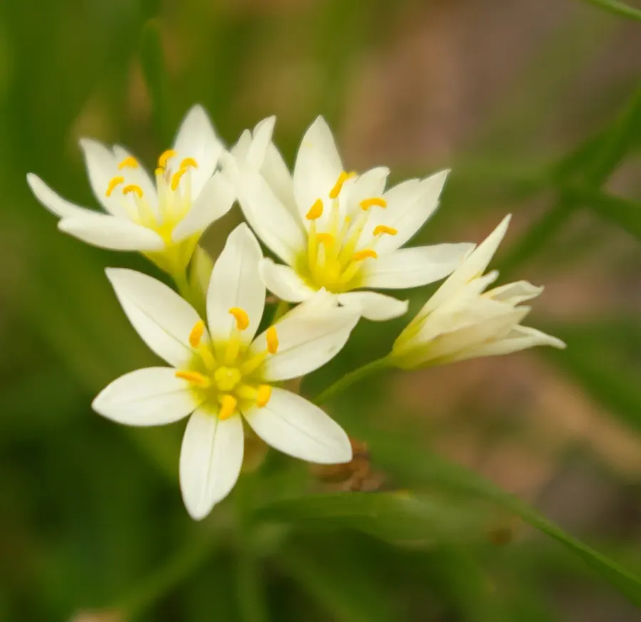 La carte Allium canadense