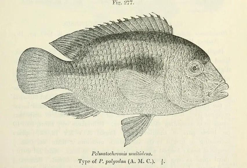La carte Heterochromis multidens