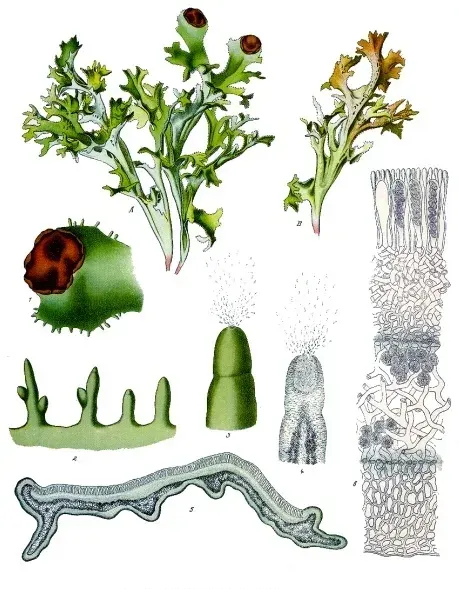 La carte Cetraria islandica