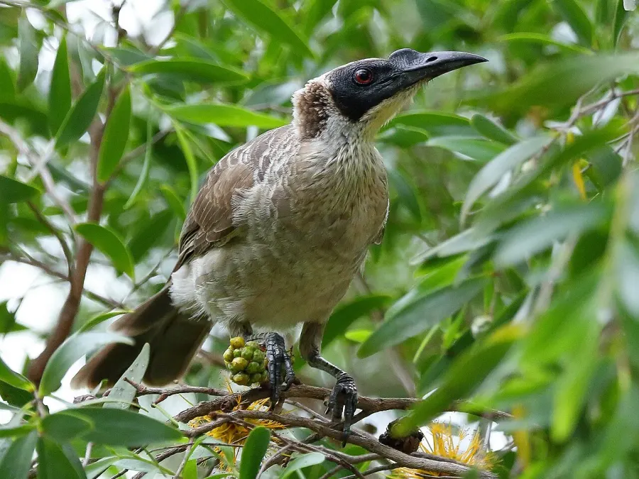 The Silver-crowned friarbird card