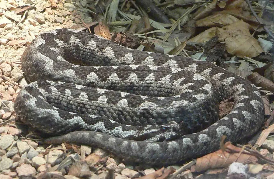 La carte Vipera ammodytes