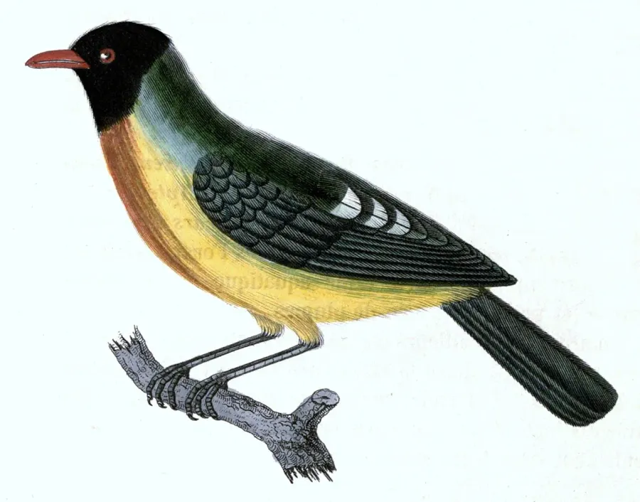La carte Cotinga magnifique