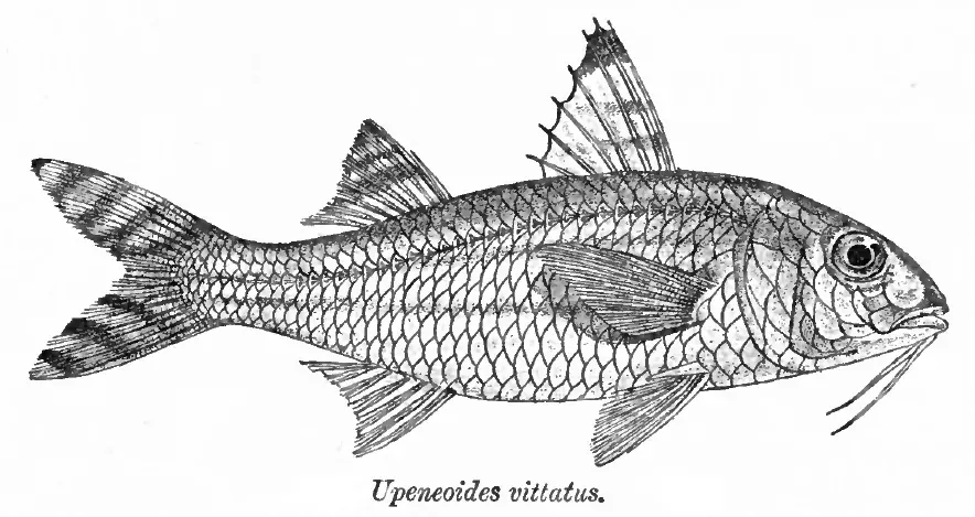 La carte Upeneus