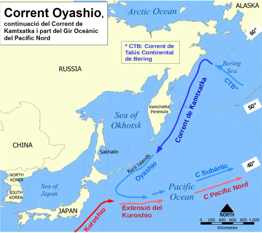 The Oyashio Current card