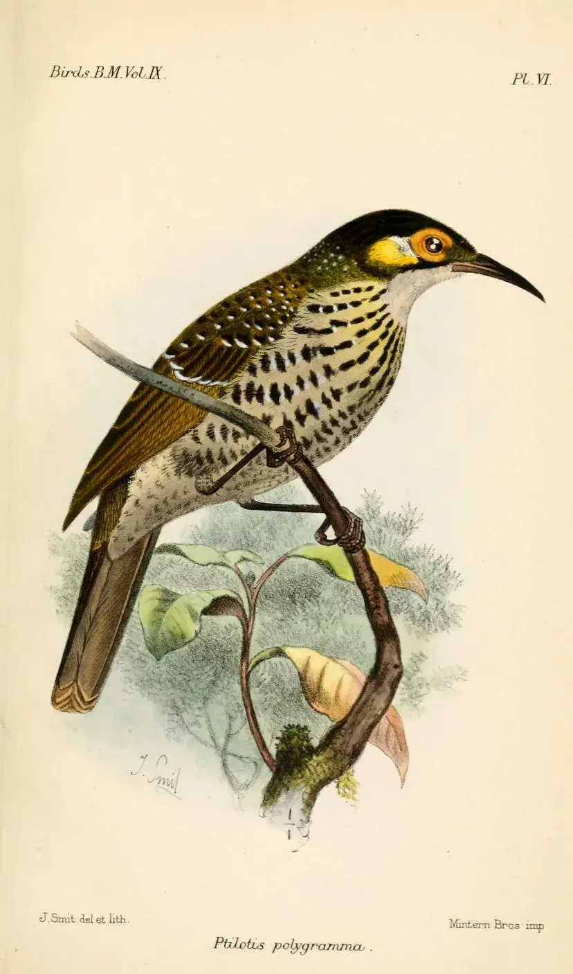 La carte Xanthotis