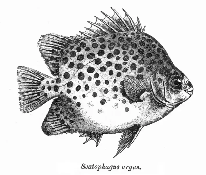 La carte Scatophagidae