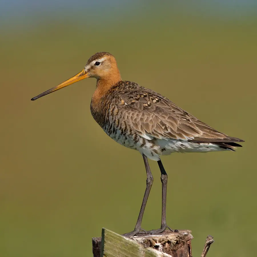 The Godwit card