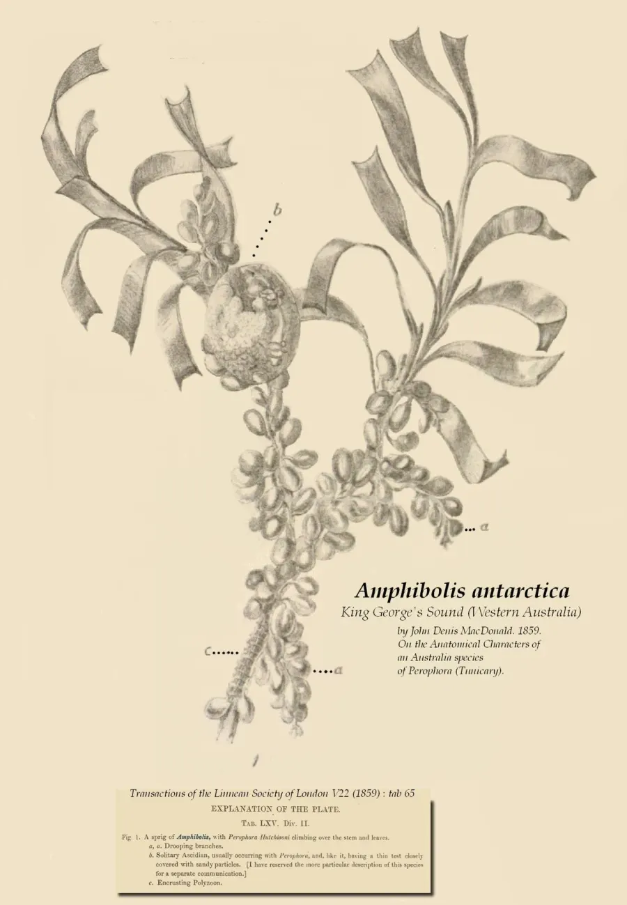 The Amphibolis card