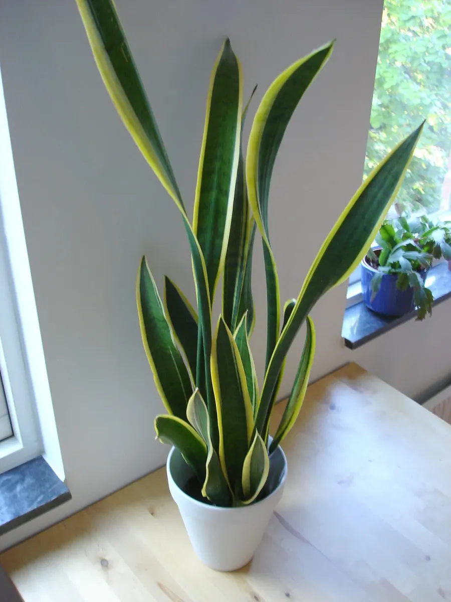 La carte Dracaena trifasciata