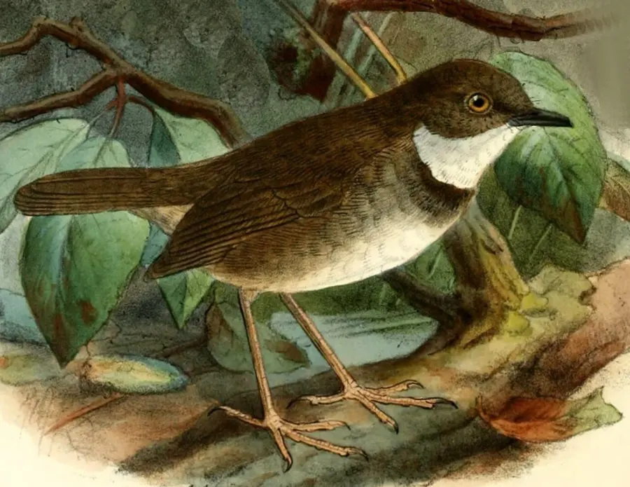La carte Crateroscelis