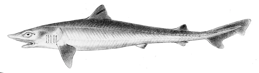 La carte Galeorhinus galeus