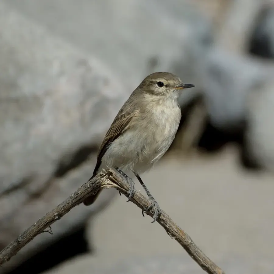 The Spot-billed ground tyrant card