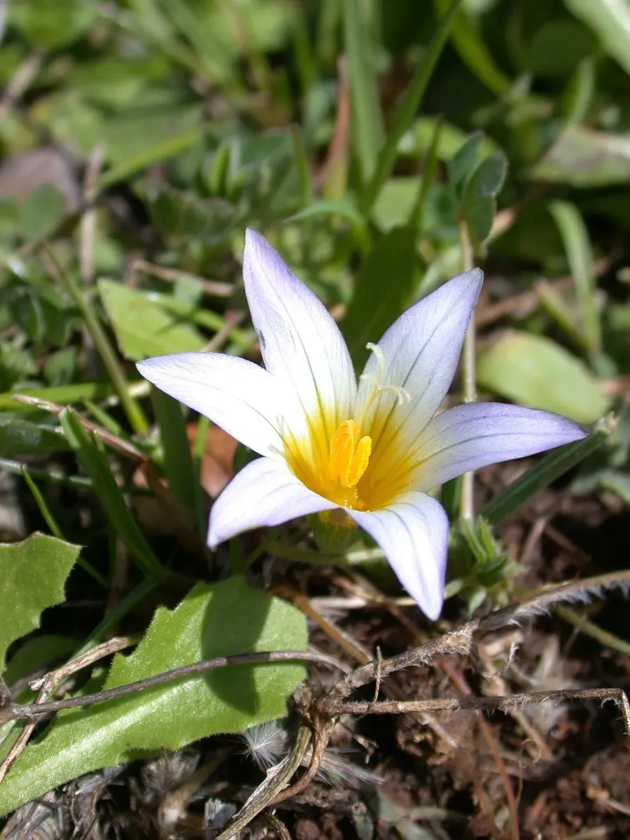 The Romulea card