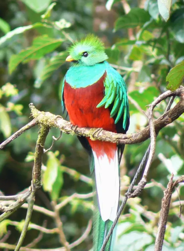 La carte Quetzal