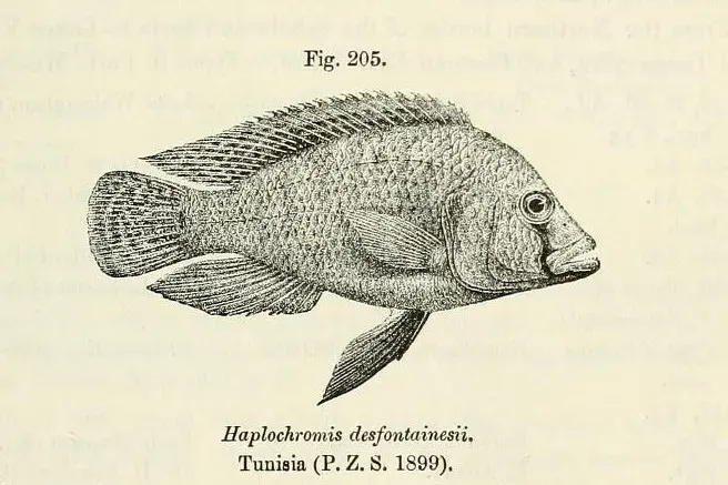 La carte Astatotilapia desfontainii