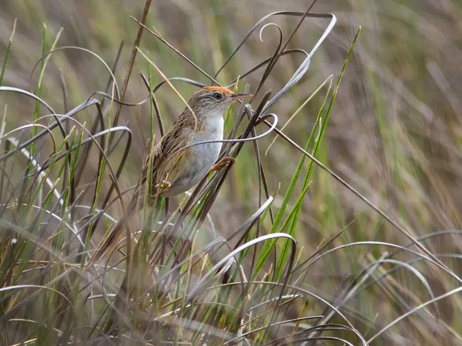 The Bay-capped wren-spinetail card