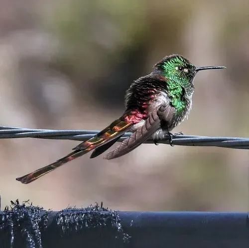 La carte Colibri sapho