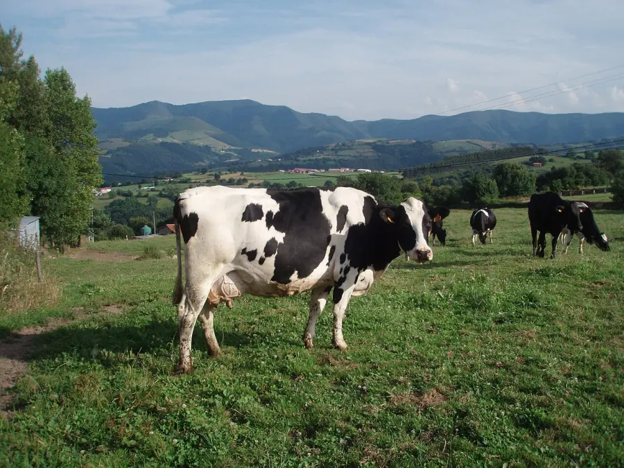 The Holstein Friesian card