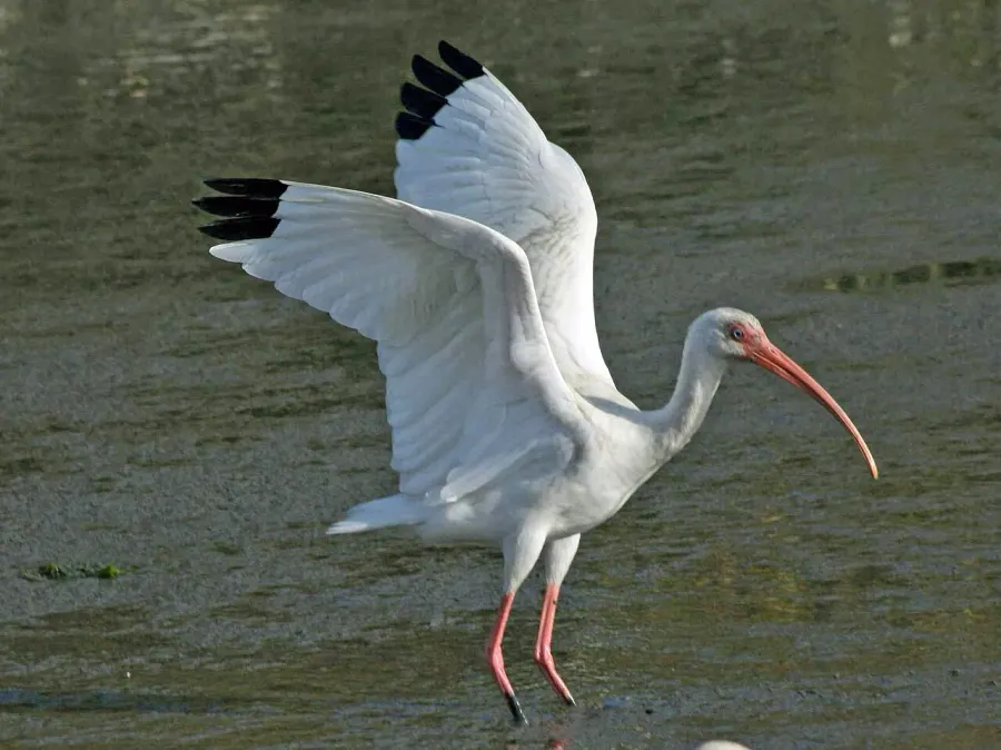 The American white ibis card