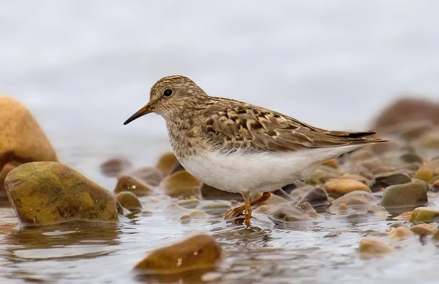 The Temminck's stint card