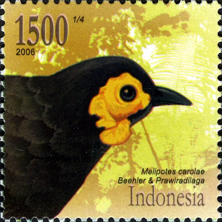 The Wattled smoky honeyeater card