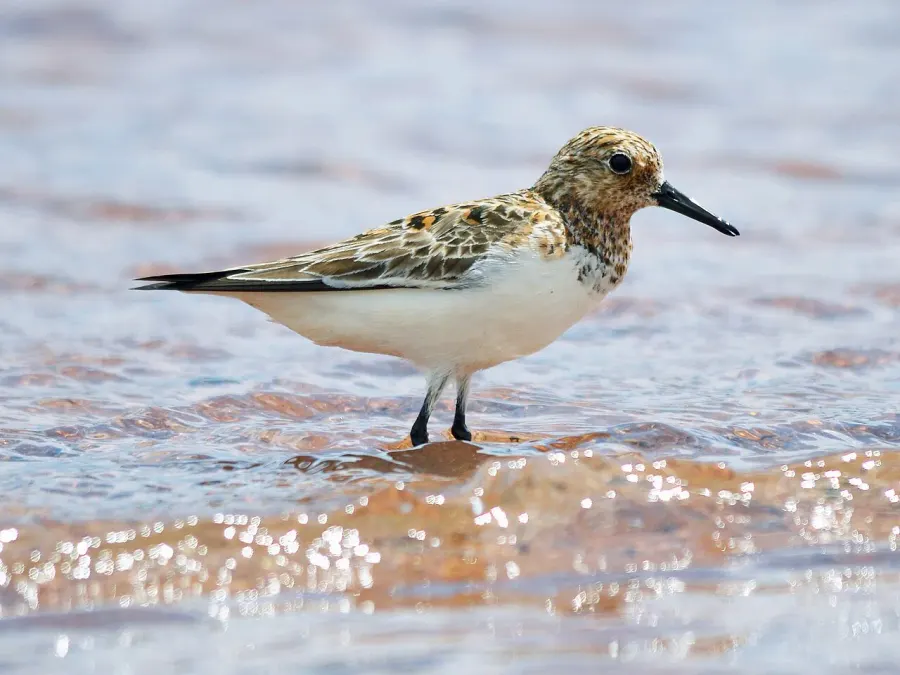 The Sanderling card