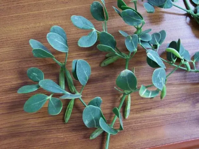 La carte Zygophyllum fabago