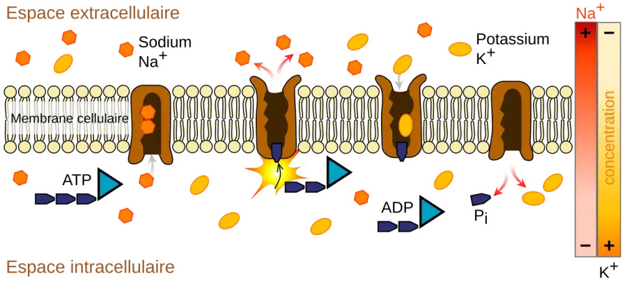 The Sodium–potassium pump card