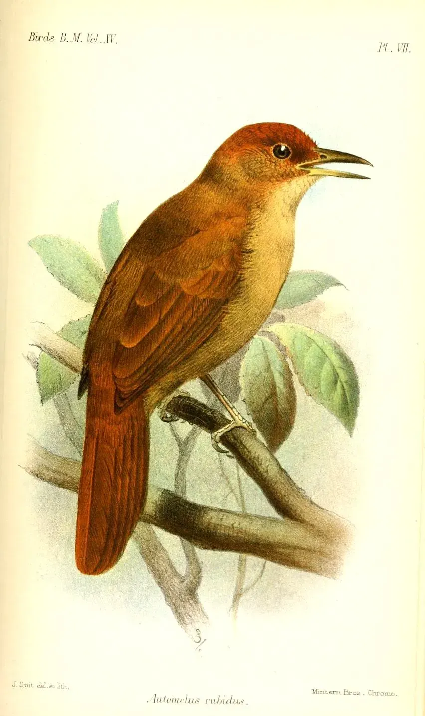 La carte Hylocryptus