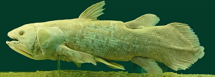 La carte Coelacanthiformes