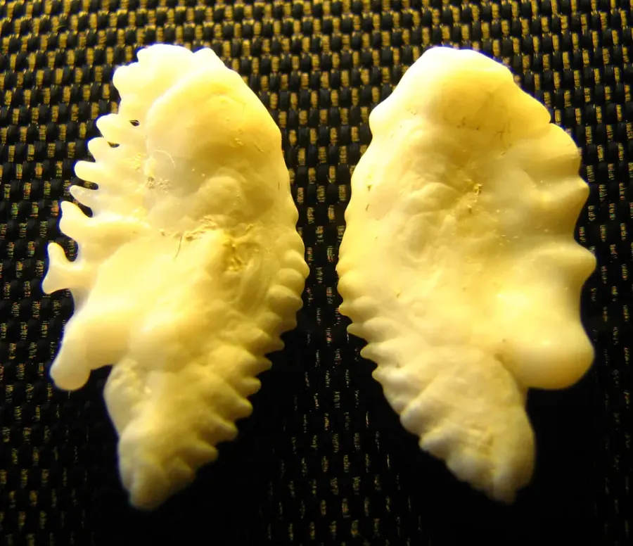 The Otolith card